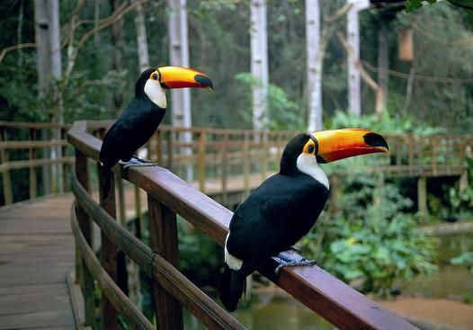 Parque das aves - Brasil - Foz de Iguazú